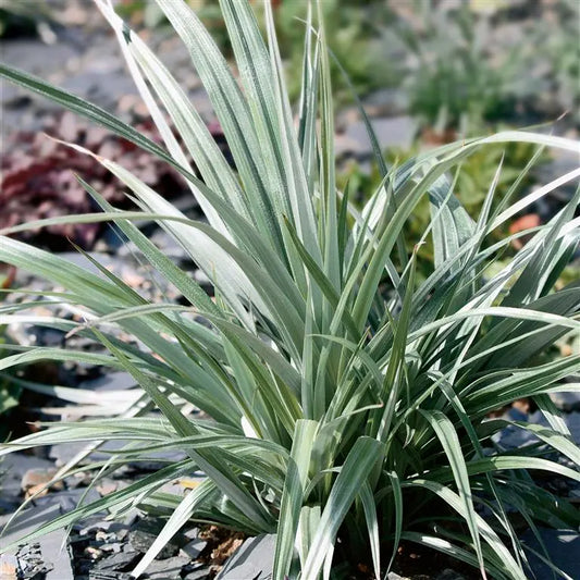 Astelia Banksii - Wharawhara