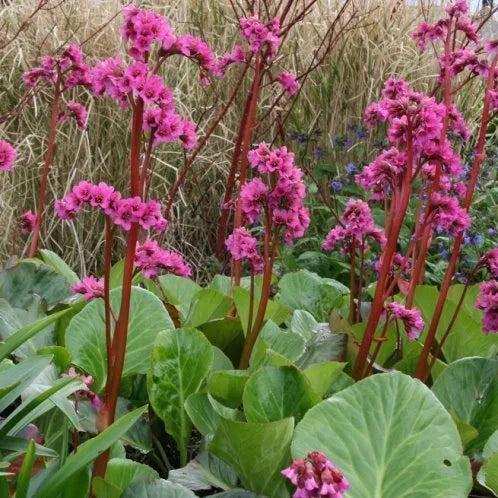 Bergenia Bressingham Ruby