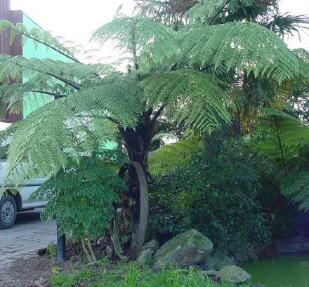 Cyathea Medullaris - Black Tree Fern, Mamaku