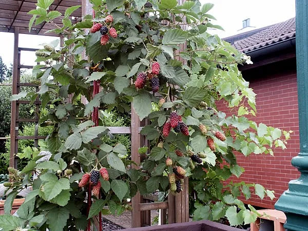Blackberry Karaka Black - Fruiting Blackberry