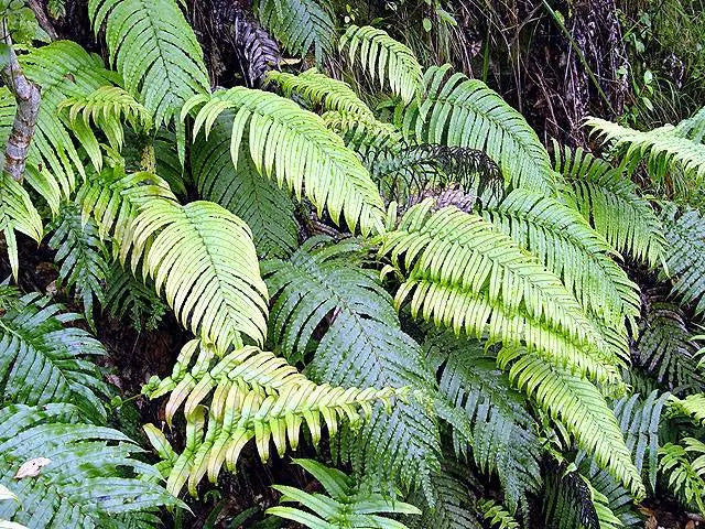 Blechnum Novae Zelandiae - Kiokio