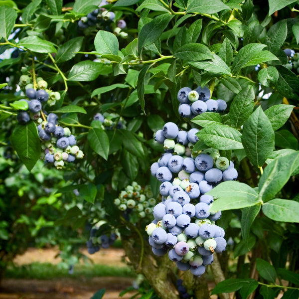Blueberry Suwanee - Fruiting Blueberry