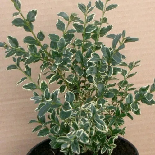 Buxus ‘Silver Beauty’ - Box Hedge