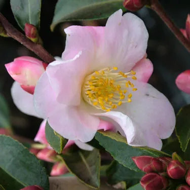 Camellia ‘Fairy Blush’ - Camellia