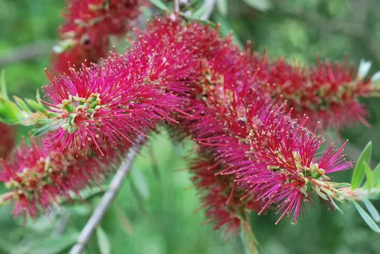 Callistemon ‘Genoa Glory’ - Bottlebrush