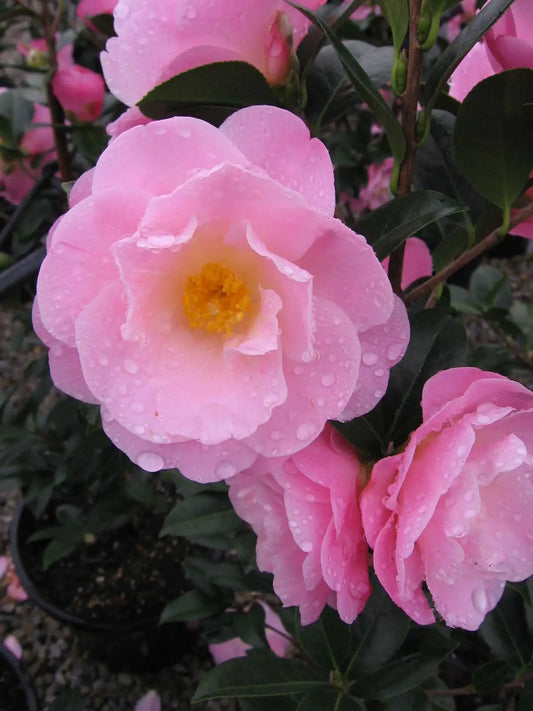 Camellia ‘Nicky Crisp’