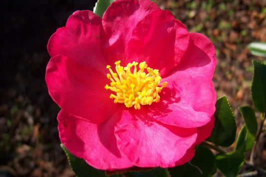 Camellia ‘Crimson King’ - Camellia