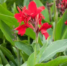Canna Lily Firebird
