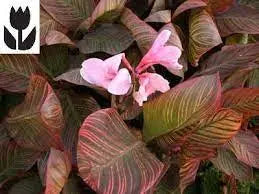 Canna Lily Pink Sunburst - Indian Shot Plant