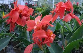 Canna Lily Tropical Salmon
