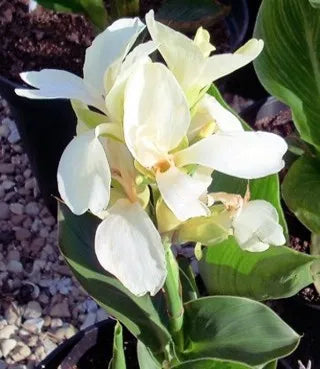 Canna Lily Tropical White