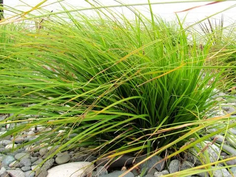 Carex Dissata - New Zealand Grass/Sedge