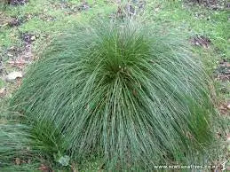 Carex Flagellifera Green - New Zealand Grass/Sedge