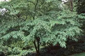 Carpinus Japonica - Japanese Hornbeam