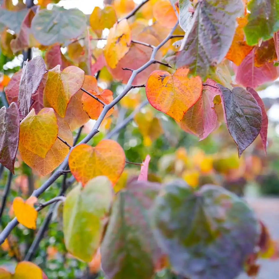 Cercis ‘Forest Pansy’ - Eastern Redbud, American Redbud, American Judas Tree, Judas Tree