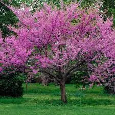 Cercis ‘Oklahoma’ - Texas Redbud, Oklahoma Redbud