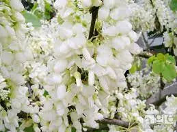 Cercis ‘Siliquastrum Alba’ - White Flowered Judas Tree