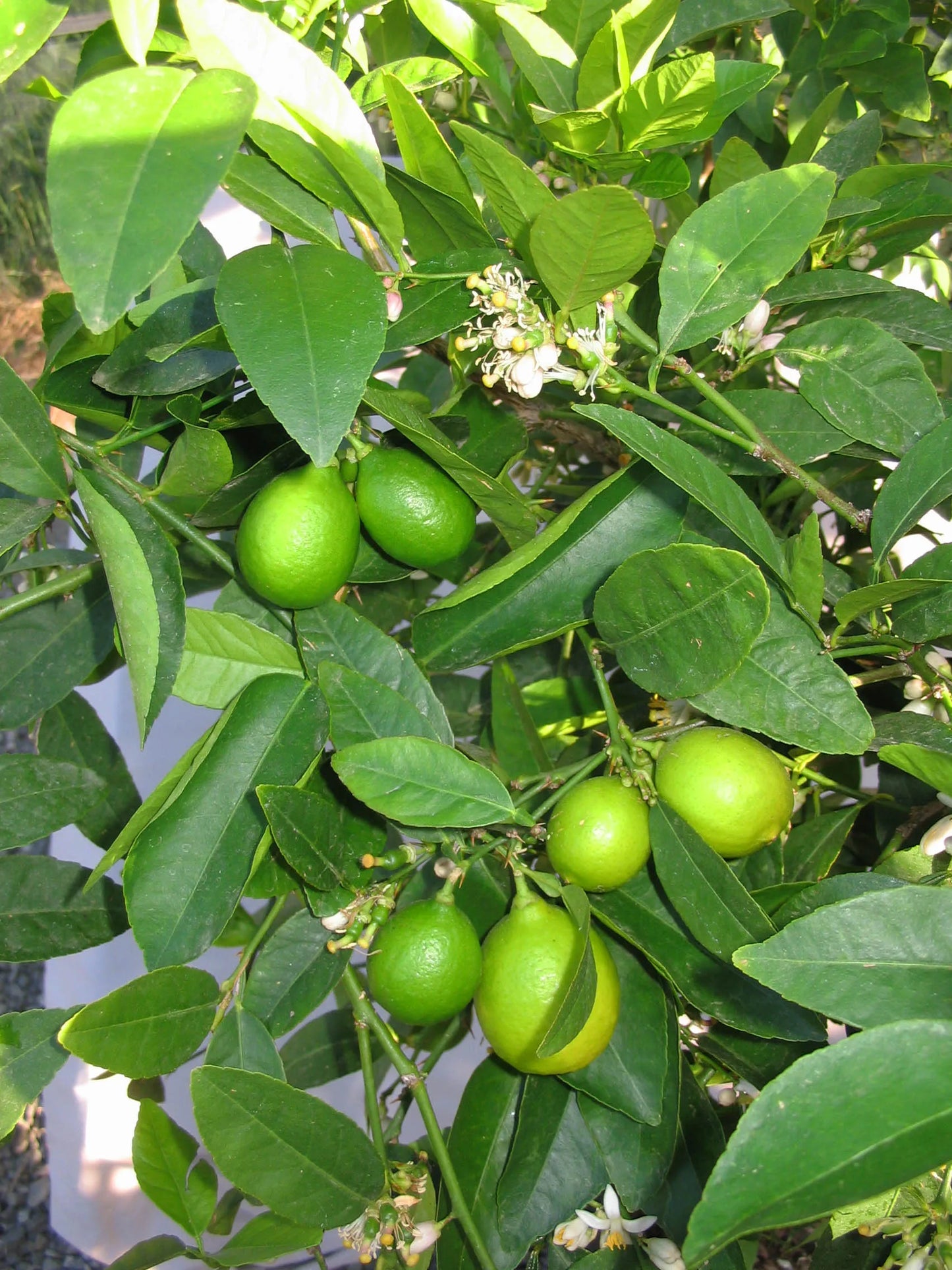 Citrus Lime Bearss - Fruiting Lime (Tahitian)