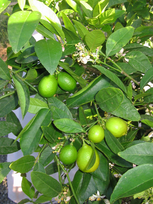 Citrus Lime Bearss - Fruiting Lime (Tahitian)