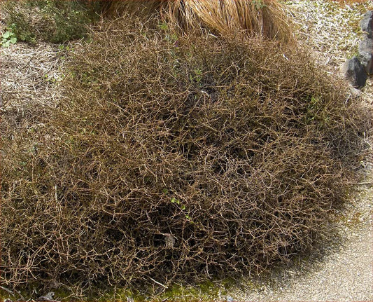 Coprosma ‘Acerosa’ - Sand Coprosma