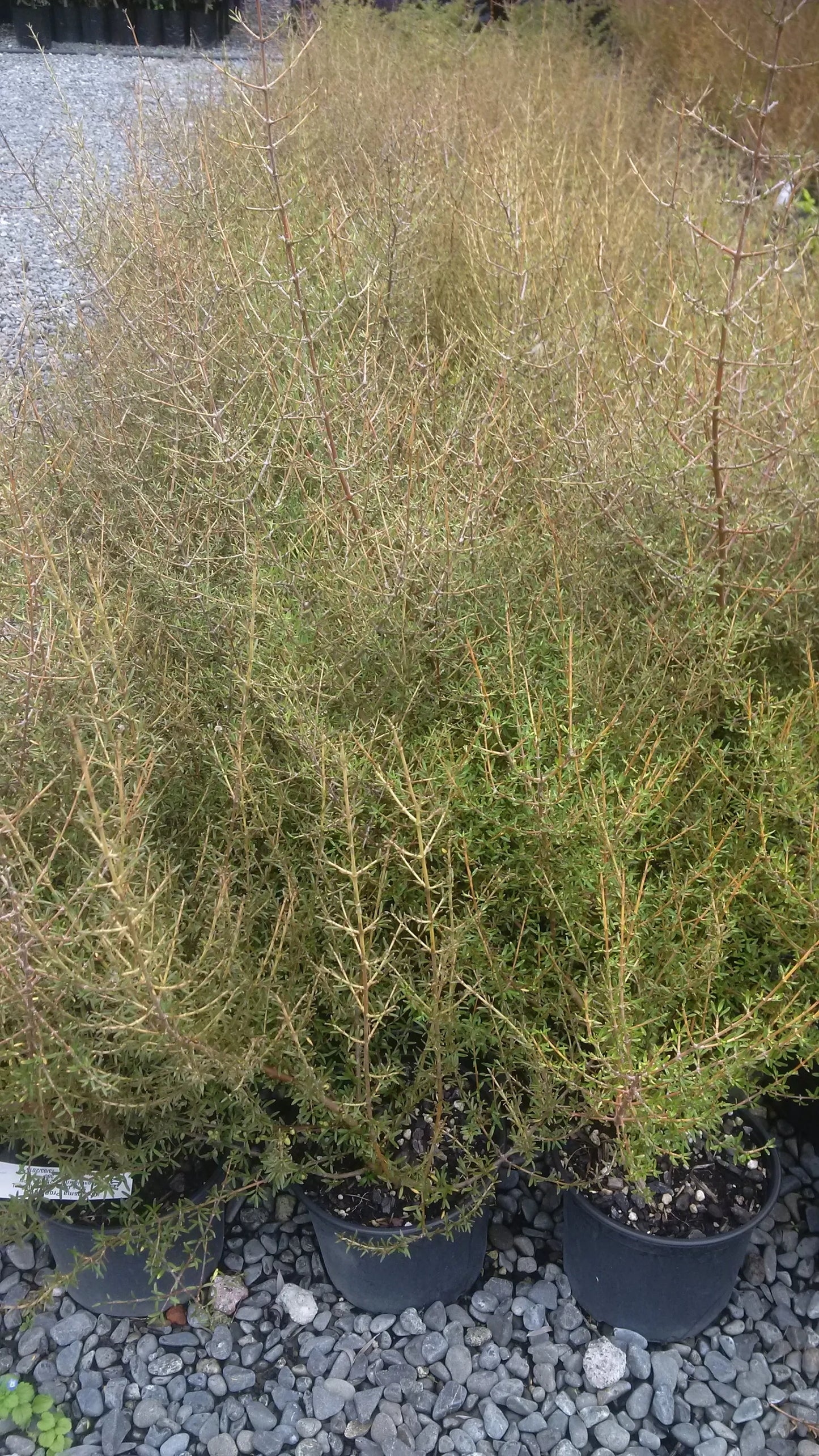 Coprosma ‘Propinqua’ - Mingimingi