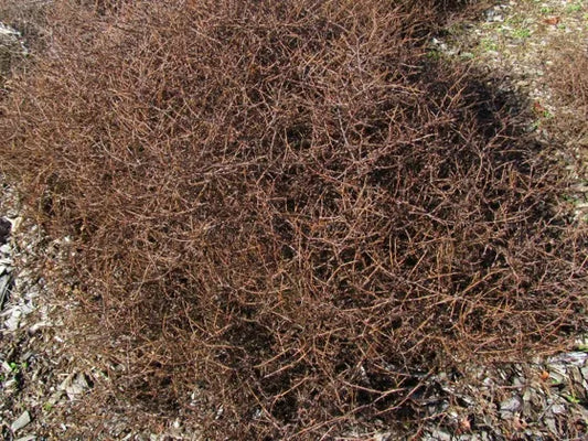 Coprosma ‘Red Rocks’ - Mingimingi