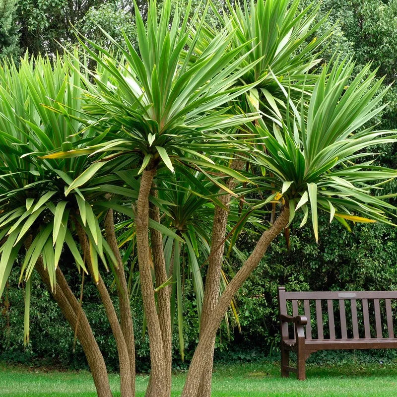 Cordyline ‘Australis’ - Cabbage Tree