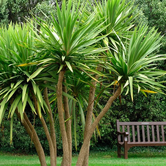 Cordyline ‘Australis’ - Cabbage Tree