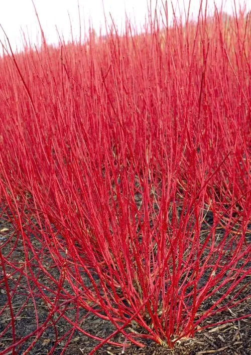 Cornus Alba ‘Siberica’