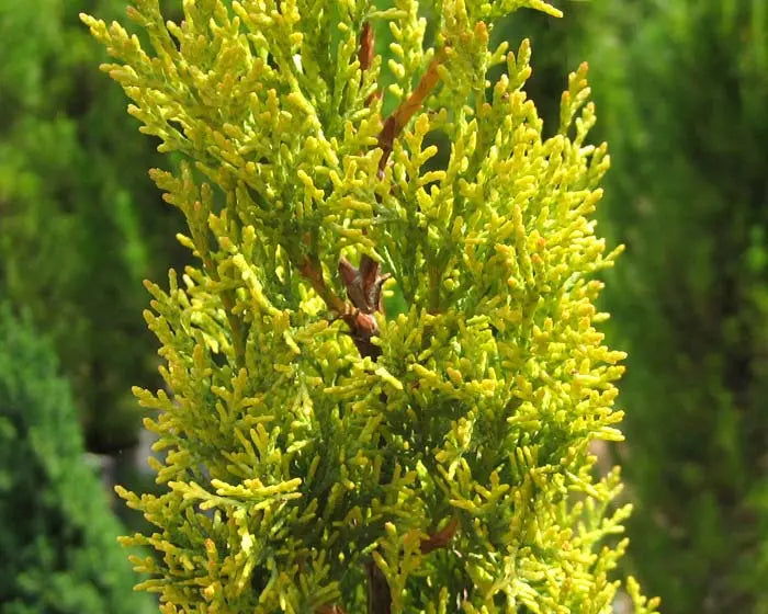 Cupressus ‘Swane’s Golden’ - Italian Cypress