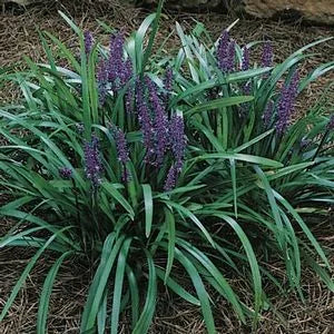 Liriope Royal Purple - Purple Liriope