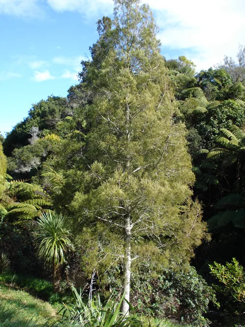 Dacrycarpus Dacrydiodes - Kahikatea / White Pine