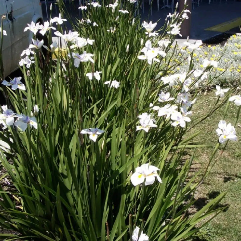 Dietes Grandiflora- Iris