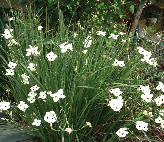 Dietes Bicolour - Iris