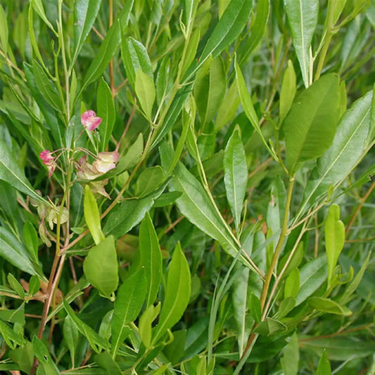 Dodonaea Viscosa Purpurea - Akeake, Hopbush