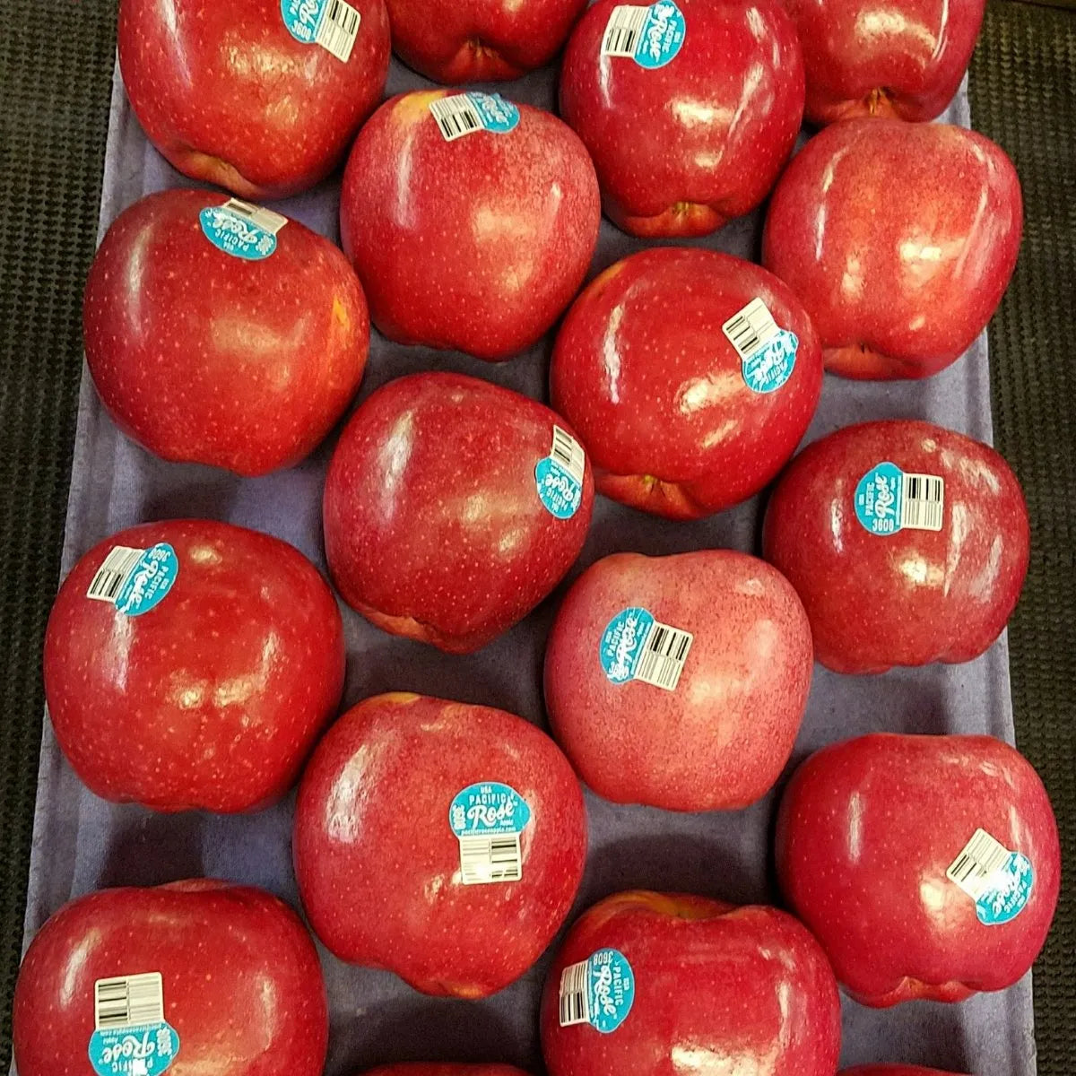 Apple ‘Pacific Rose’ - Fruiting Apple