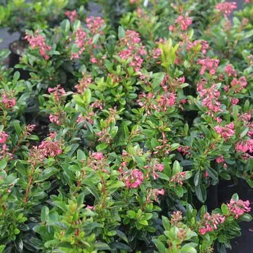 Escallonia ‘Red Knight’