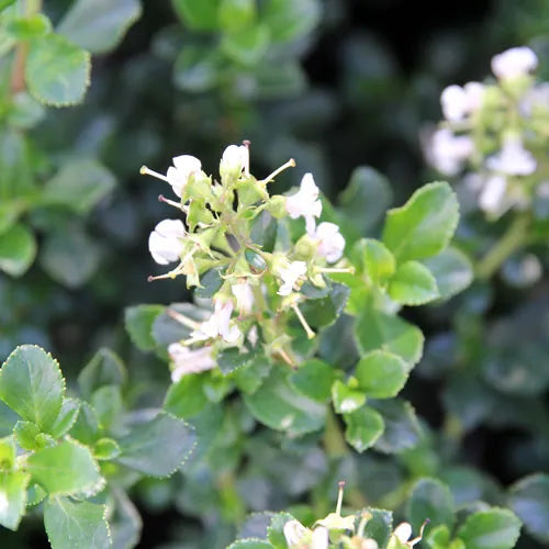 Escallonia ‘White Profusion’ - White Escallonia