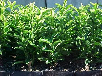 Euonymus Emerald Gem