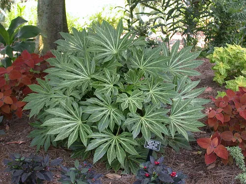 Fatsia Japonica - Japanese Aralia