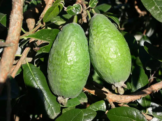 Feijoa Sellowiana Apollo - Fruiting Feijoa