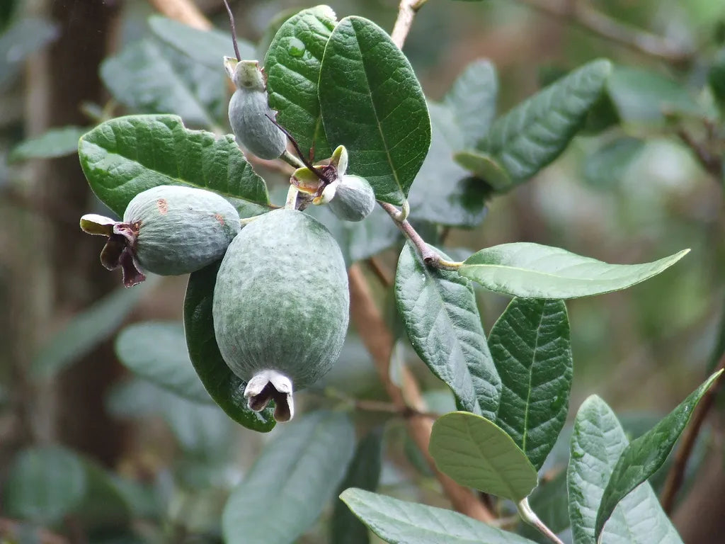 Feijoa Sellowiana - Fruiting Feijoa