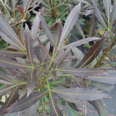 Pseudopanax ‘Dark Star’ - Houpara, Coastal Five Finger