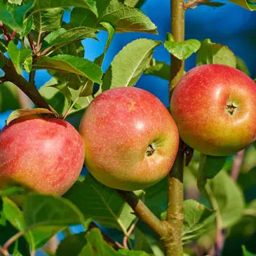 Apple ‘Royal Gala – Dwarf’ - Fruiting Apple
