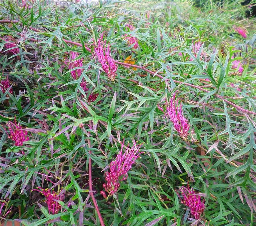 Grevillea Bronze Rambler - Spider Flower