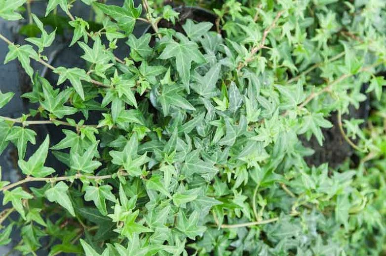 Hedera Needlepoint - English Ivy