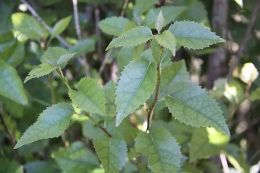 Hoheria Populnea - Hungere, Narrow-leaved Lacebark