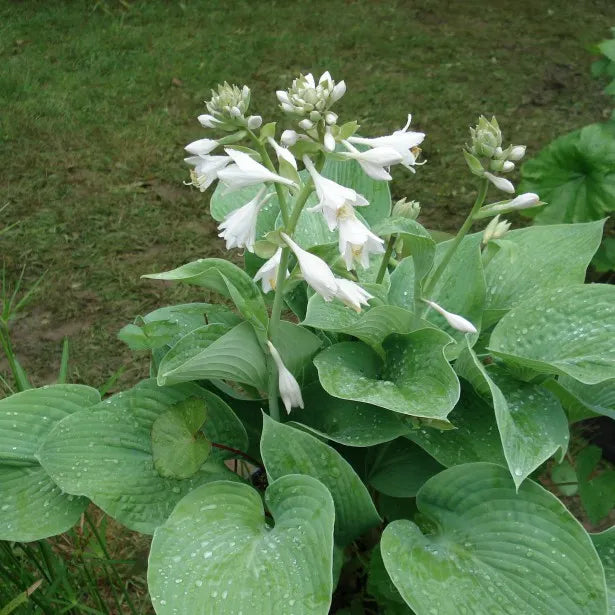 Hosta Plantaginea Grand - August Lily