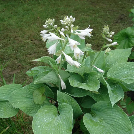 Hosta Plantaginea Grand - August Lily