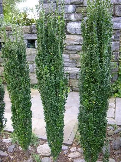 Ilex Green Pillar - English Holly